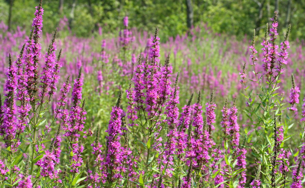 Purple Loosestrife Returns - RichardHowe.com